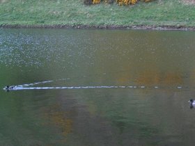 ducks.jpg